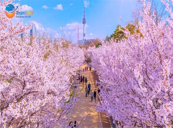 Du Lịch Hàn Quốc Mùa Hoa Anh Đào Lãng Mạn Nhất 2026